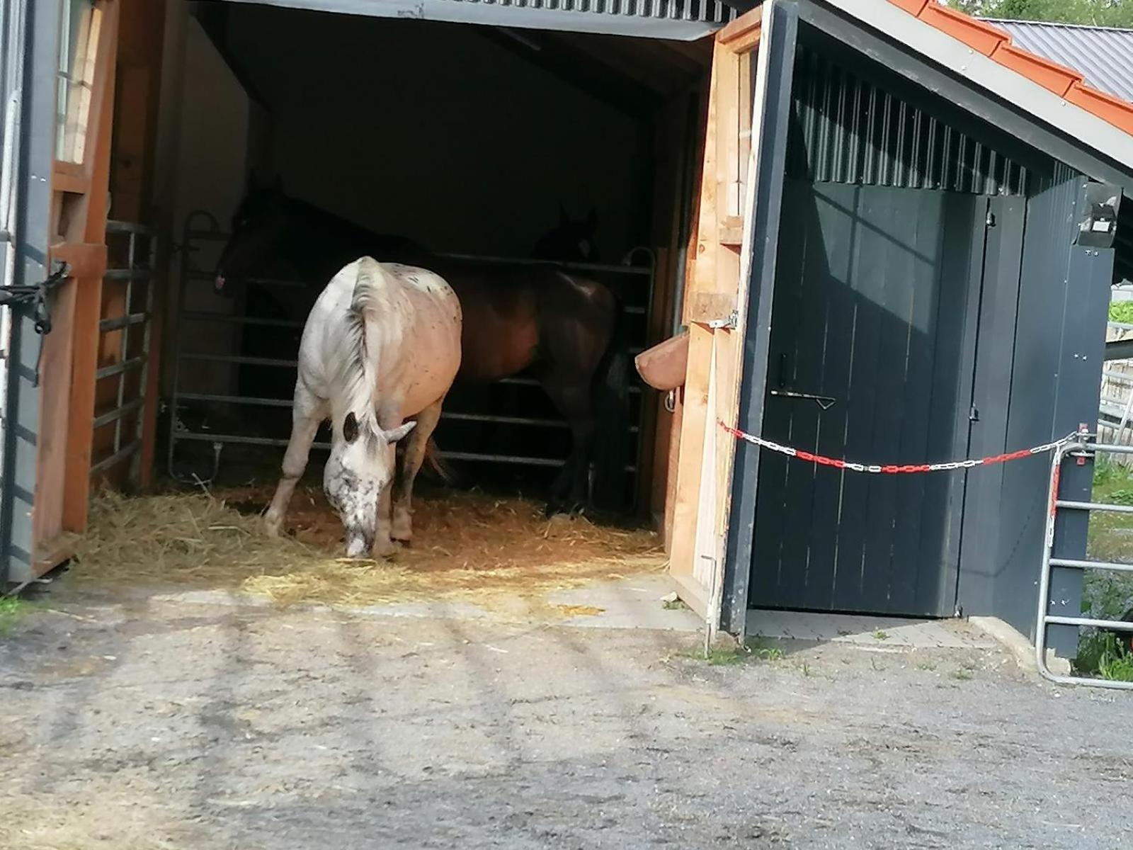 Вилла Wild Life Ranch Schofweg Экстерьер фото
