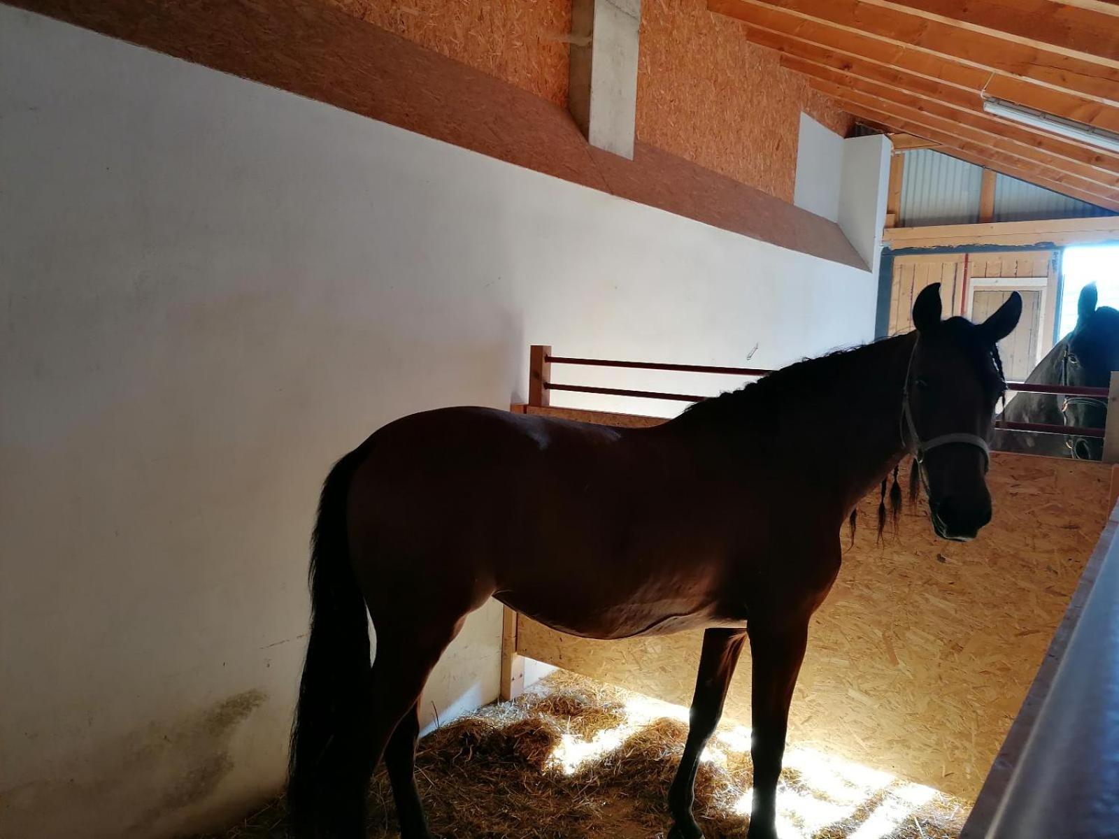 Вилла Wild Life Ranch Schofweg Экстерьер фото